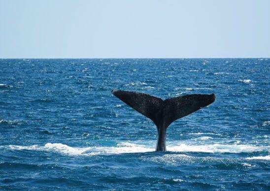 OUR BIG SPECIAL CITIES